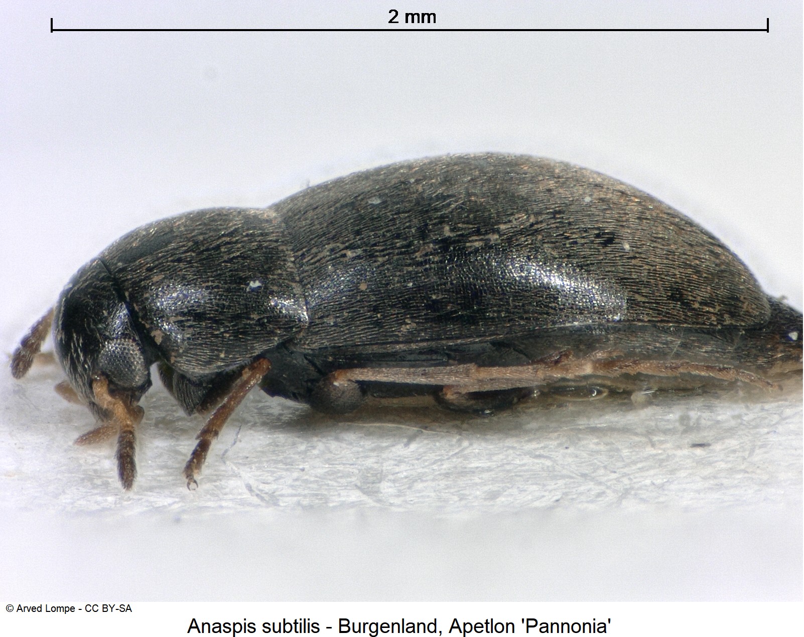 anaspis_subtilis_ck9952_sa.jpg