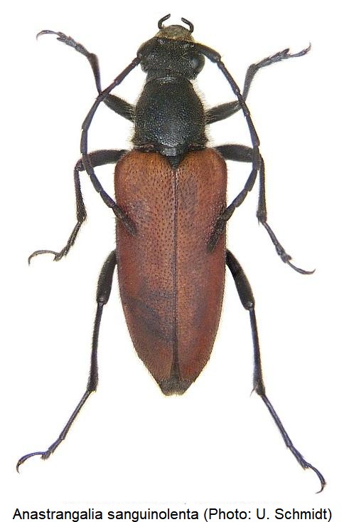 anastrangalia_sanguinolenta_hab.jpg