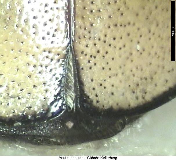 anatis_ocellata_fldspitze.jpg