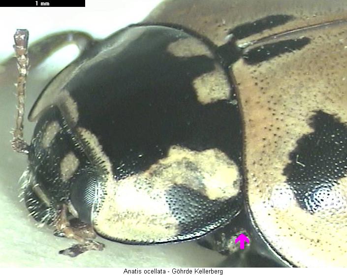 anatis_ocellata_vk.jpg
