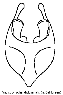 ancistronycha_abdominalis.gif