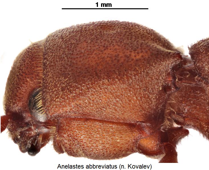 anelastes_abbreviatus_hsch_sa.jpg