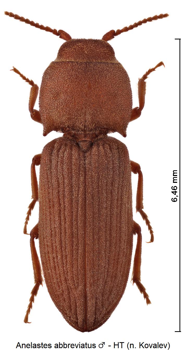 anelastes_abbreviatus_m_hab.jpg
