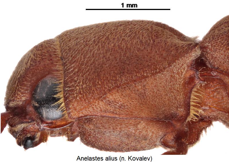 anelastes_alius_hsch_sa.jpg