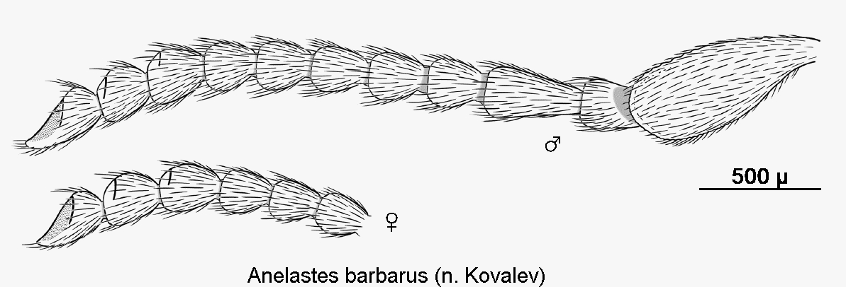 anelastes_barbarus_f.gif