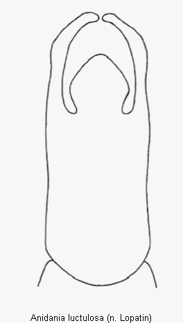anidania_luctulosa.gif