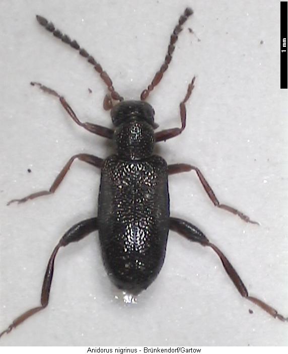 anidorus_nigrinus_hab.jpg