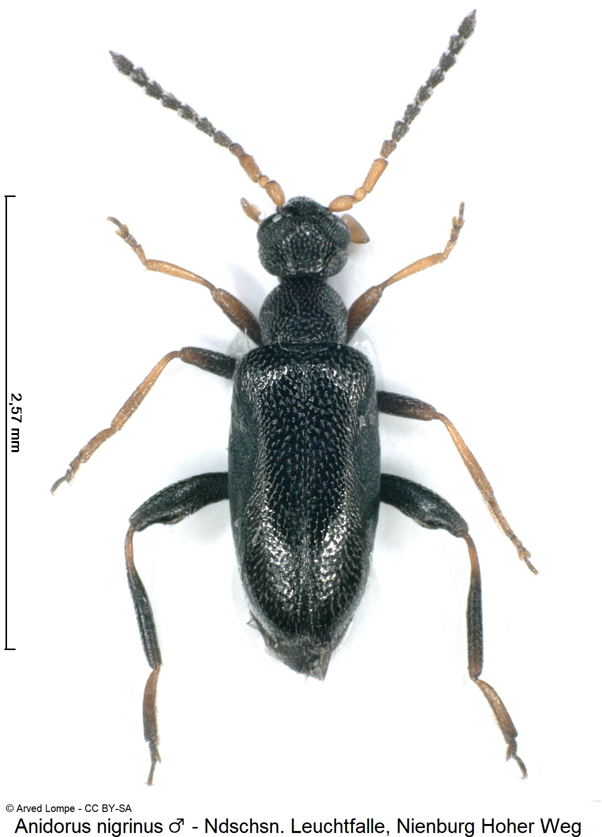 anidorus_nigrinus_m_ck36058757_hab.jpg