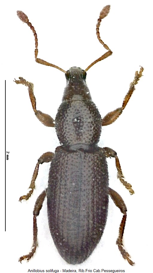 anillobius_solifuga_hab.jpg