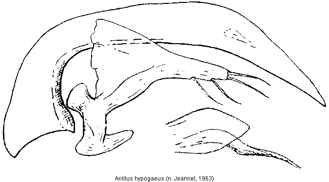 anillus_hypogaeus.gif