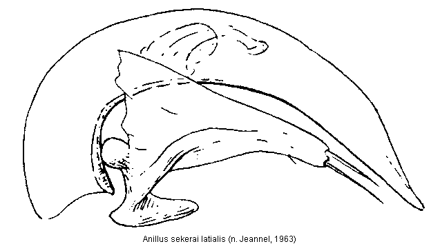anillus_latialis.gif