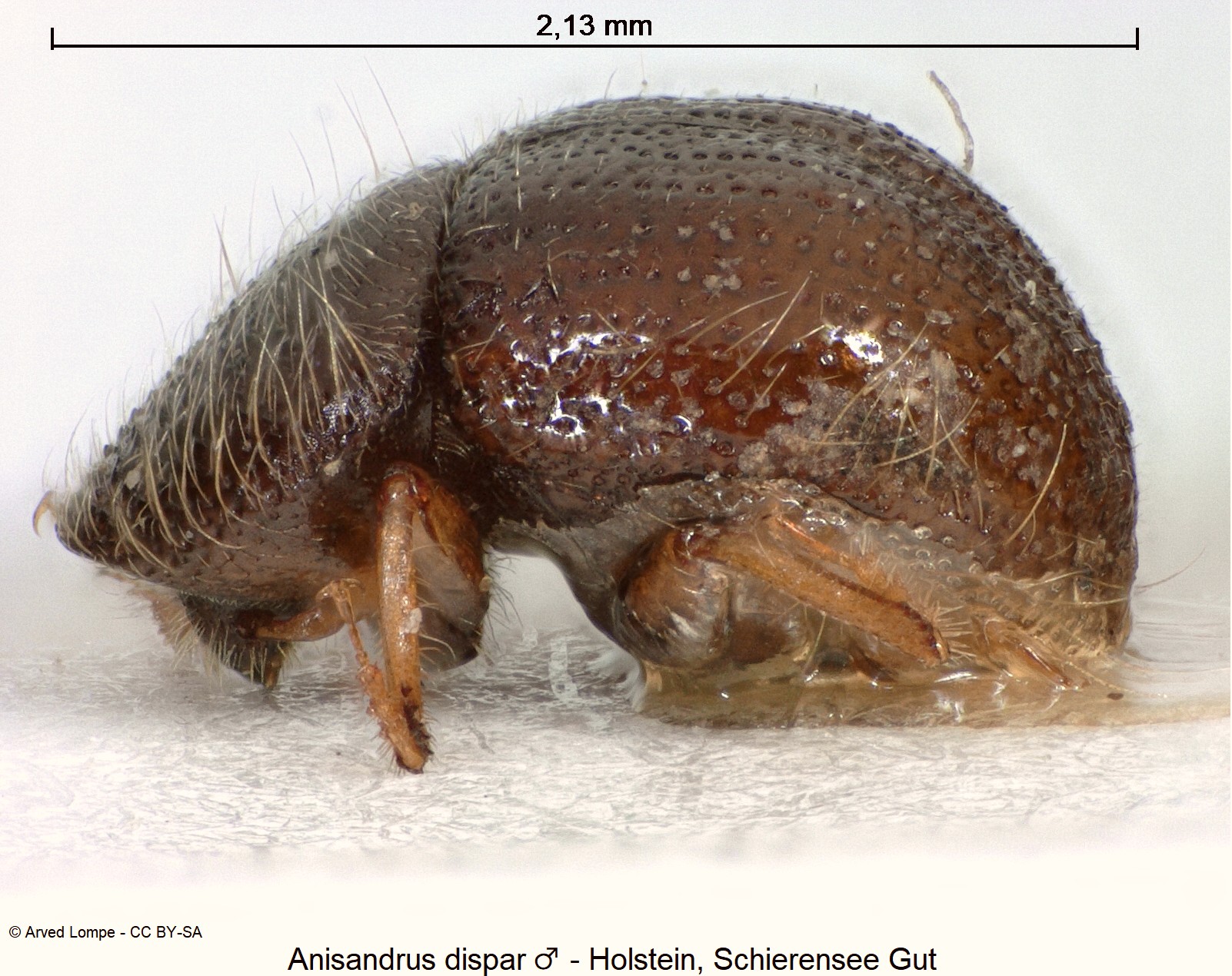 anisandrus_dispar_m_ck13031.jpg