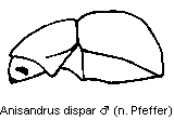 anisandrus_dispar_sa.gif