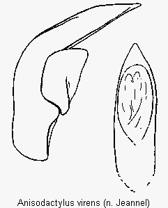 anisodactylus_virens_.gif