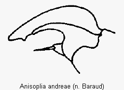 anisoplia_andreae_vtr.gif