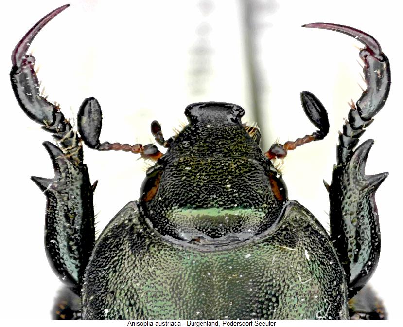 anisoplia_austriaca_k.jpg