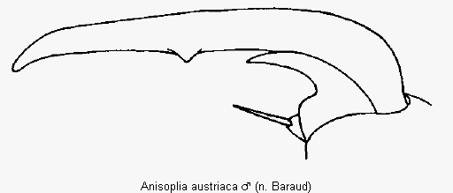 anisoplia_austriaca_vtr.gif