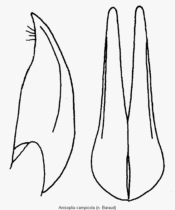anisoplia_campicola_pm.gif