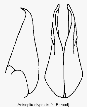 anisoplia_clypealis_pm.gif