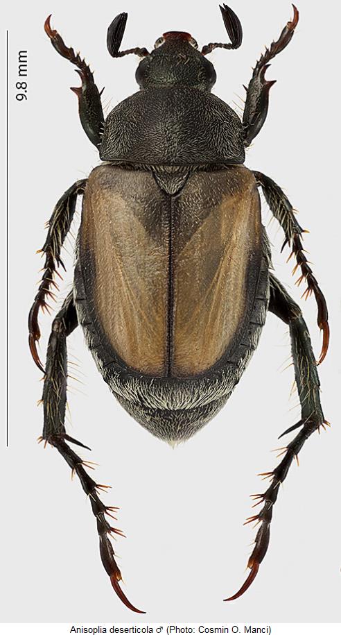 anisoplia_deserticola_m_hab.jpg