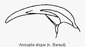 anisoplia_dispar_vtr.gif