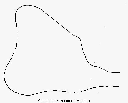 anisoplia_erichsoni_ovi.gif