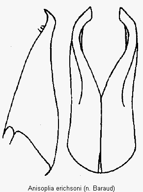 anisoplia_erichsoni_pm.gif
