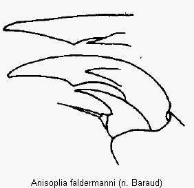 anisoplia_faldermanni_vtr.gif