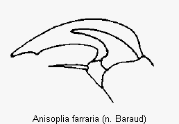 anisoplia_farraria_vtr.gif
