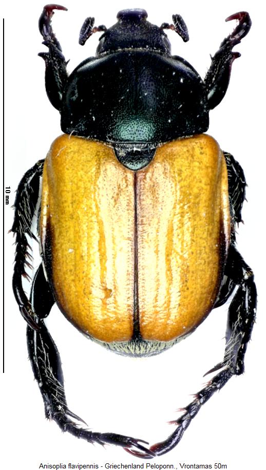 anisoplia_flavipennis_hab.jpg