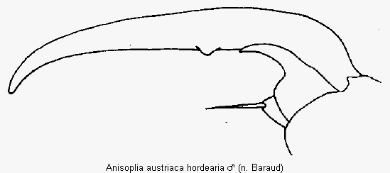 anisoplia_hordearia_vtr.gif