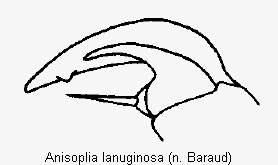 anisoplia_lanuginosa_vtr.gif