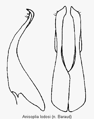 anisoplia_lodosi_pm.gif