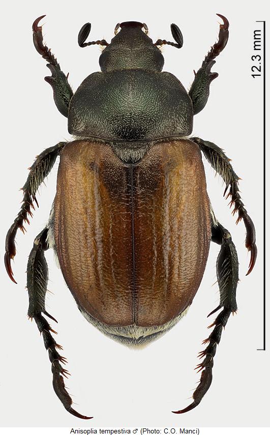 anisoplia_tempestiva_hab.jpg