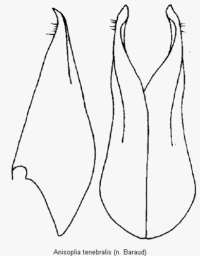 anisoplia_tenebralis_pm.gif
