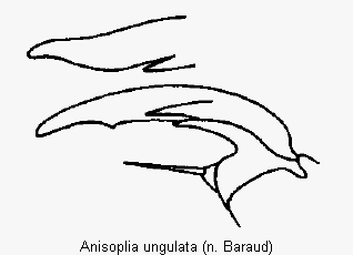 anisoplia_ungulata_vtr.gif