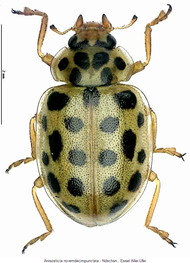 anisosticta_novemdecimpunctata_hab.jpg