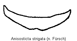 anisosticta_strigata_sternit.gif