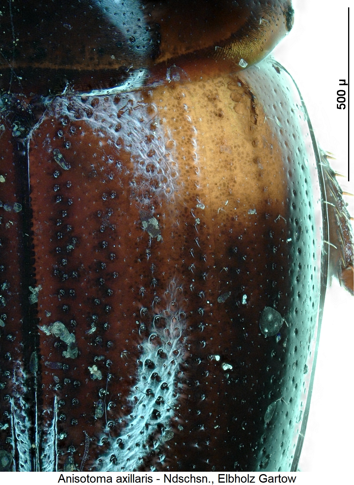 anisotoma_axillaris_int.jpg