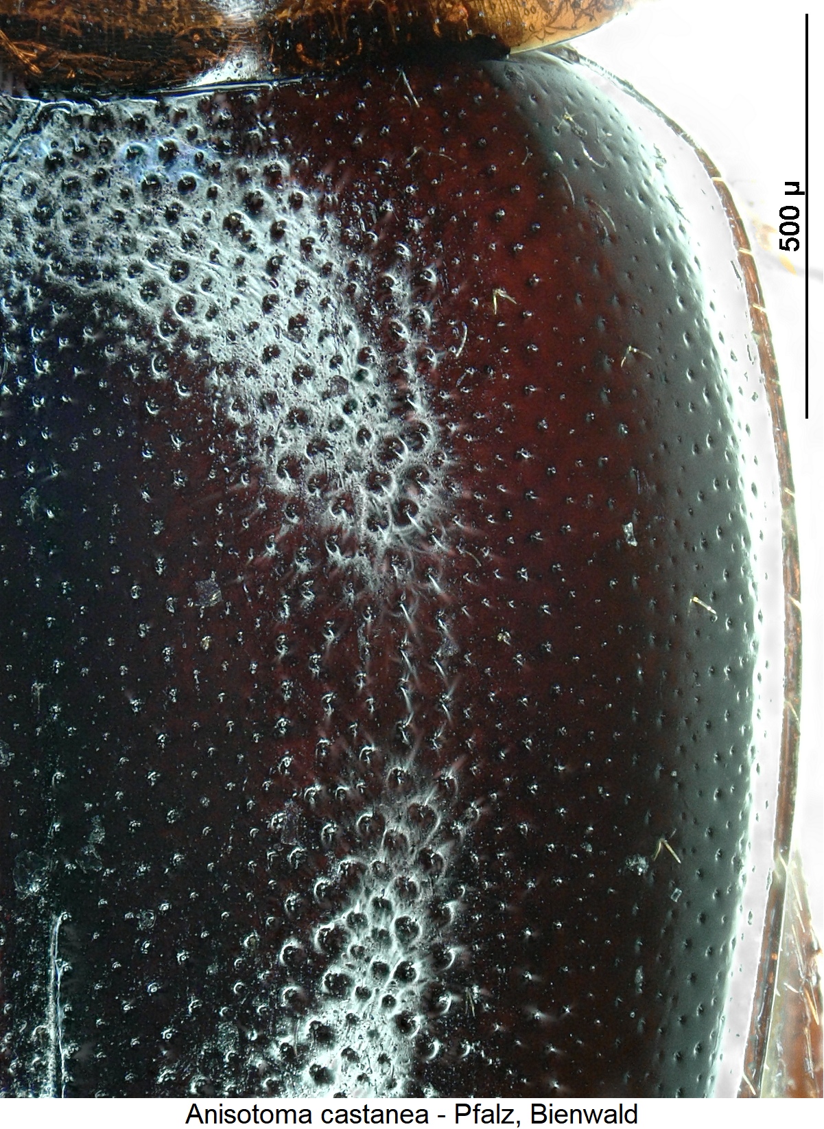 anisotoma_castanea_int.jpg
