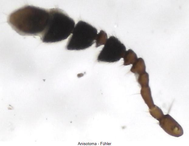 anisotoma_f.jpg