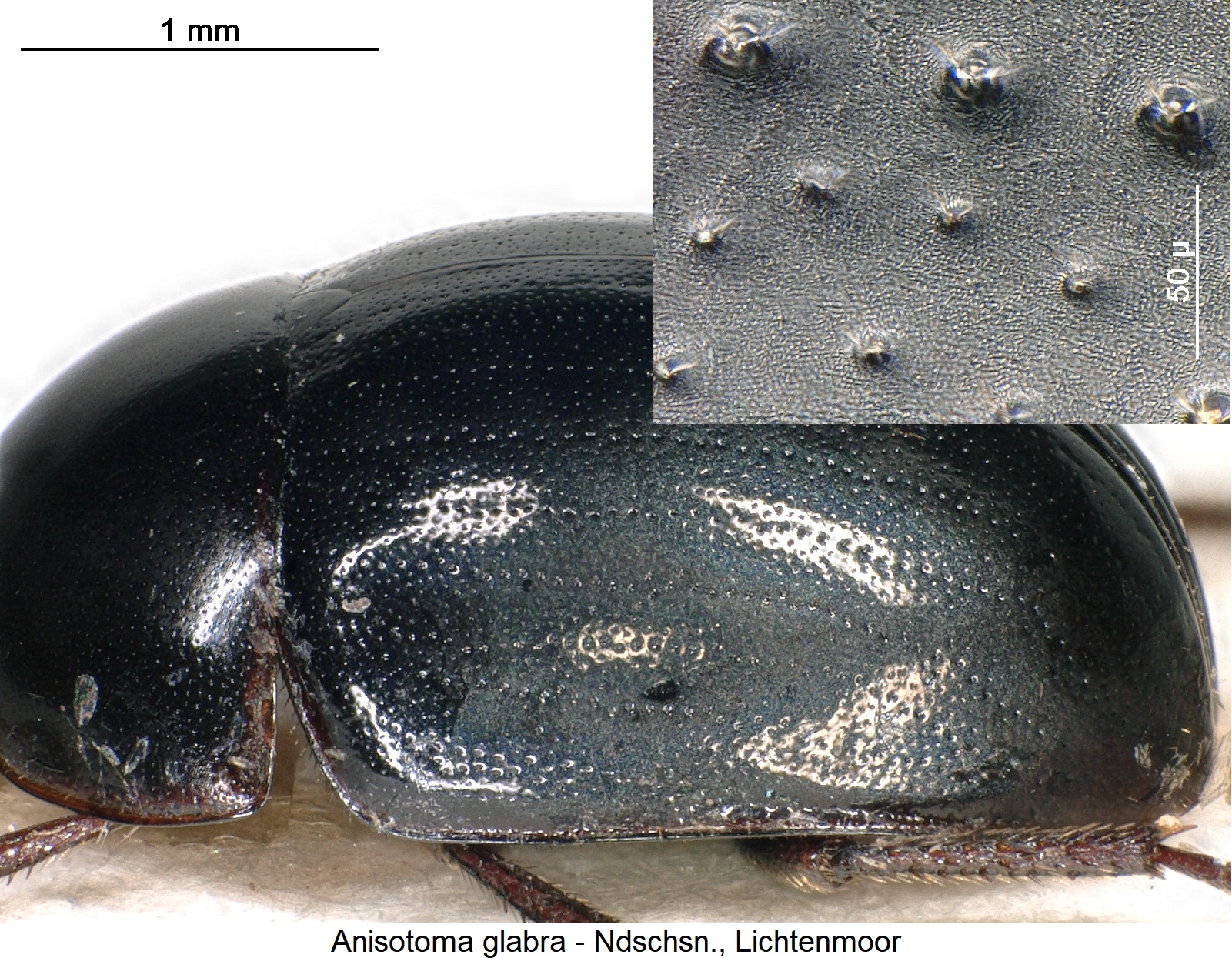 anisotoma_glabra_int.jpg