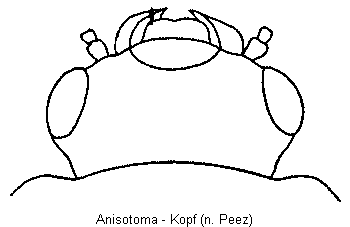 anisotoma_k.gif