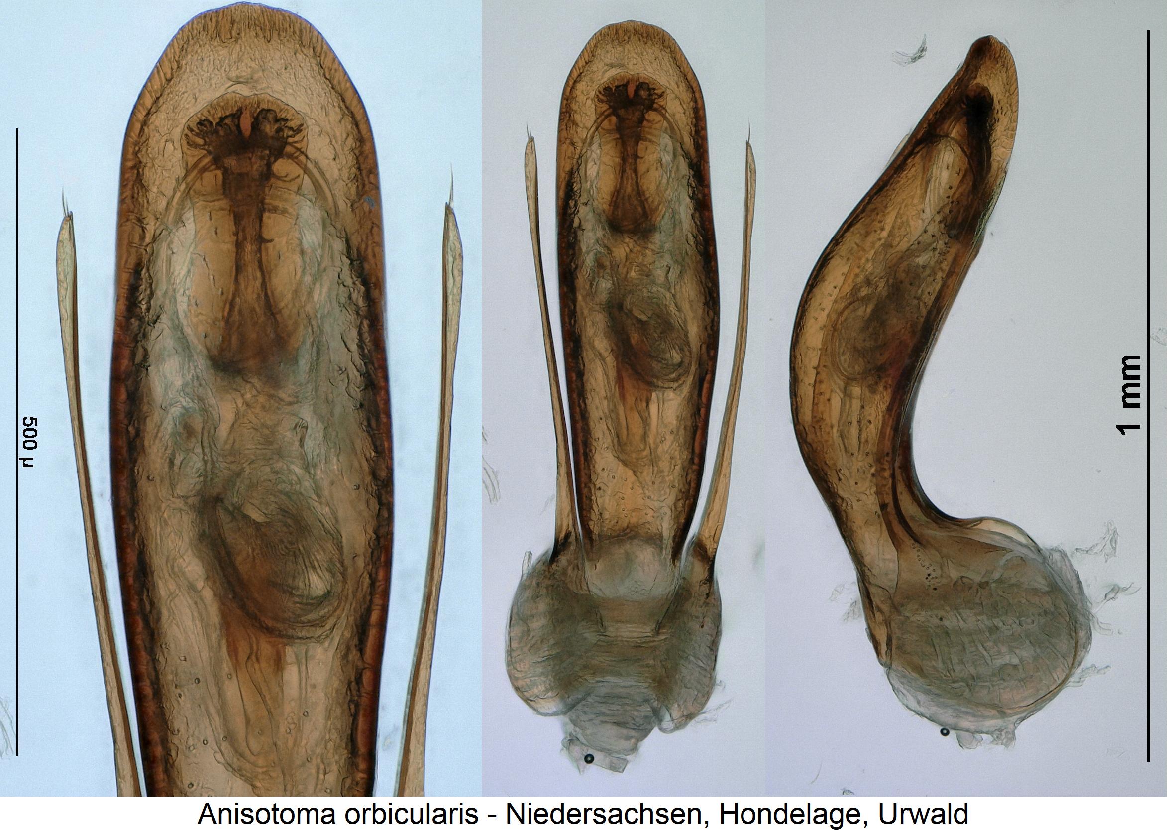 anisotoma_orbicularis.jpg