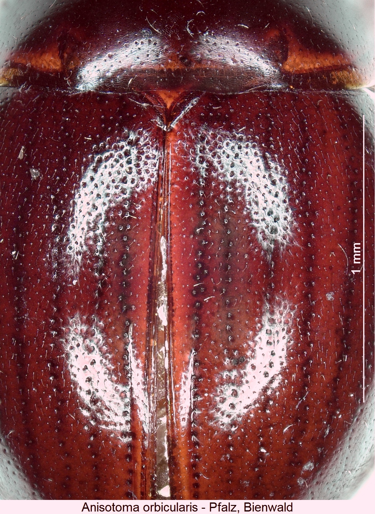 anisotoma_orbicularis_int.jpg