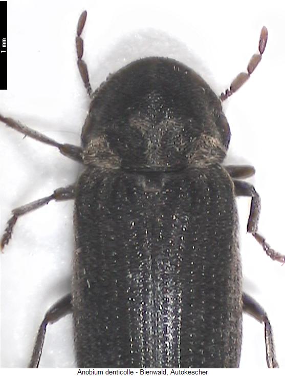 anobium_denticolle_vk.jpg