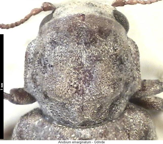 anobium_emarginatum_vk.jpg
