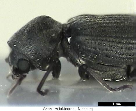 anobium_fulvicorne_vk.jpg