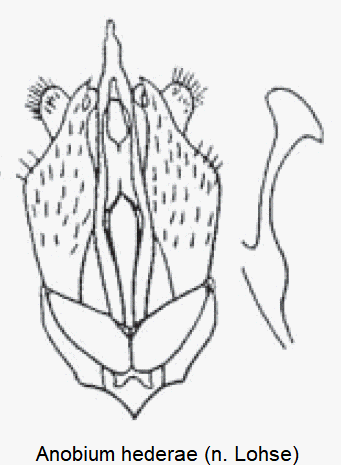 anobium_hederae.gif