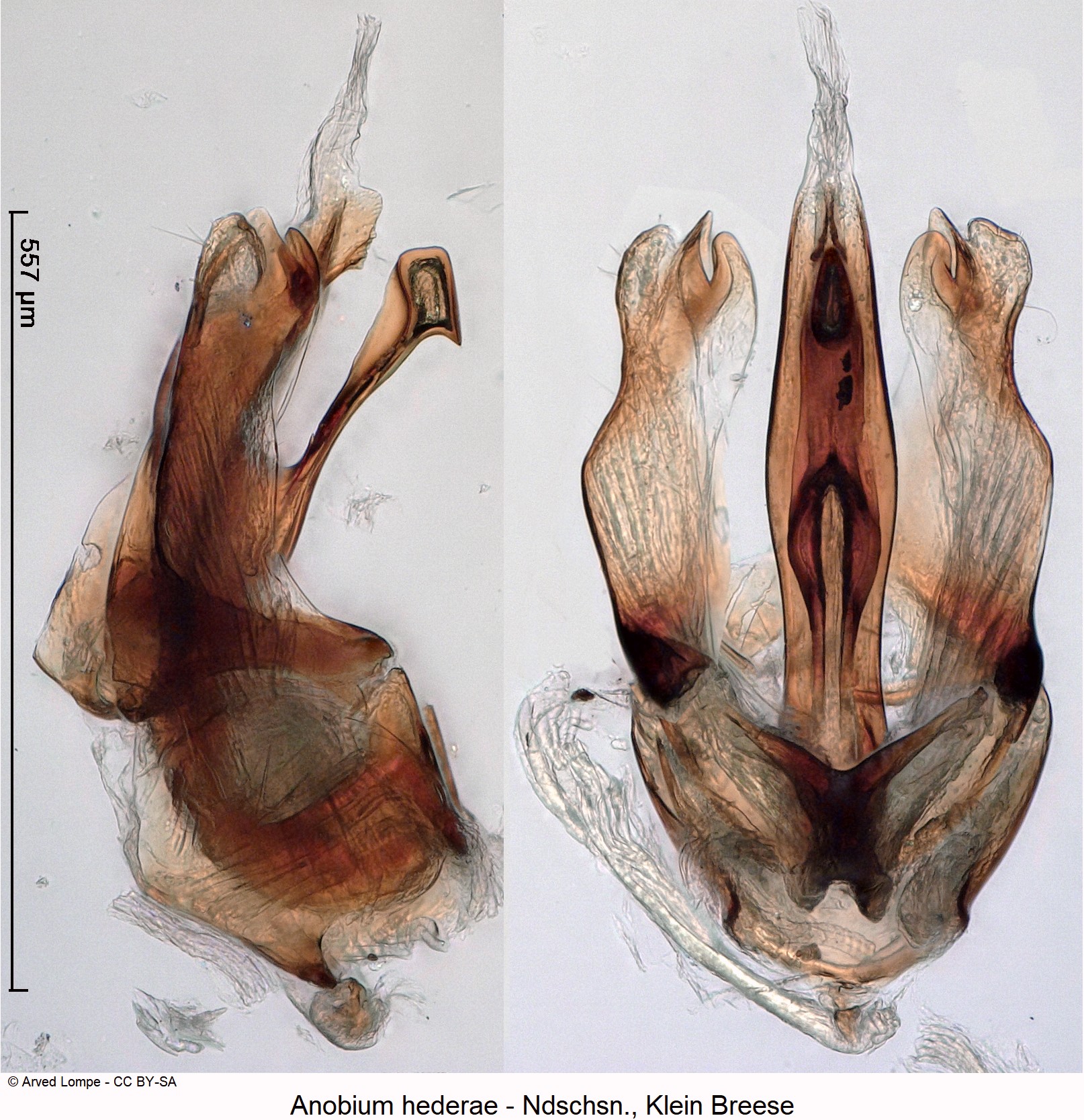 anobium_hederae_ck9392.jpg